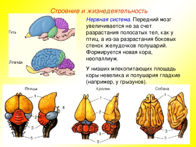 Строение и жизнедеятельность Нервная система . Передний мозг увеличивается не за счет разрастания полосатых тел, как у птиц, а из-за разрастания боковых стенок желудочков полушарий. Формируется новая кора, неопаллиум. У низших млекопитающих площадь коры невелика и полушария гладкие (например, у грызунов).