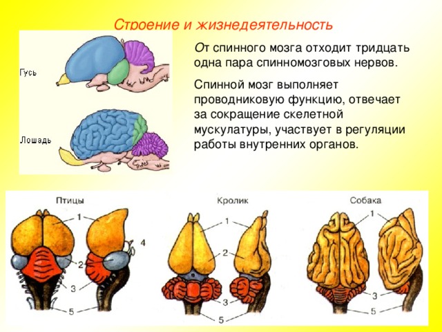 Строение и жизнедеятельность О т спинного мозга отходит тридцать одна пара спинномозговых нервов. Спинной мозг выполняет проводниковую функцию, отвечает за сокращение скелетной мускулатуры, участвует в регуляции работы внутренних органов.