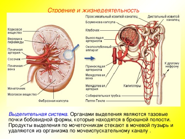 Строение и жизнедеятельность Выделительная система . Органами выделения являются тазовые почки бобовидной формы, которые находятся в брюшной полости. Продукты выделения по мочеточникам стекают в мочевой пузырь и удаляются из организма по мочеиспускательному каналу .