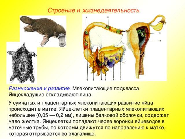 Закончите заполнение схемы класс млекопитающие подкласс настоящие звери высшие млекопитающие