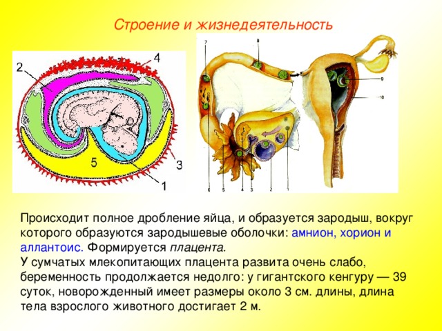 Строение и жизнедеятельность Происходит полное дробление яйца, и образуется зародыш, вокруг которого образуются зародышевые оболочки: амнион, хорион и аллантоис. Формируется плацента . У сумчатых млекопитающих плацента развита очень слабо, беременность продолжается недолго: у гигантского кенгуру — 39 суток, новорожденный имеет размеры около 3 см. длины, длина тела взрослого животного достигает 2 м.
