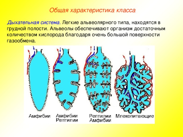 Общая характеристика класса Дыхательная система . Легкие альвеолярного типа, находятся в грудной полости. Альвеолы обеспечивают организм достаточным количеством кислорода благодаря очень большой поверхности газообмена.