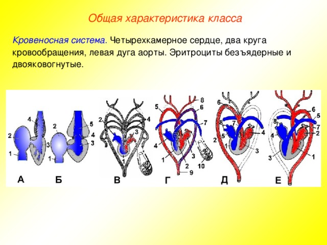 Общая характеристика класса Кровеносная система . Четырехкамерное сердце, два круга кровообращения, левая дуга аорты. Эритроциты безъядерные и двояковогнутые.
