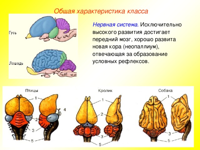 Общая характеристика класса Нервная система . Исключительно высокого развития достигает передний мозг, хорошо развита новая кора (неопаллиум), отвечающая за образование условных рефлексов.