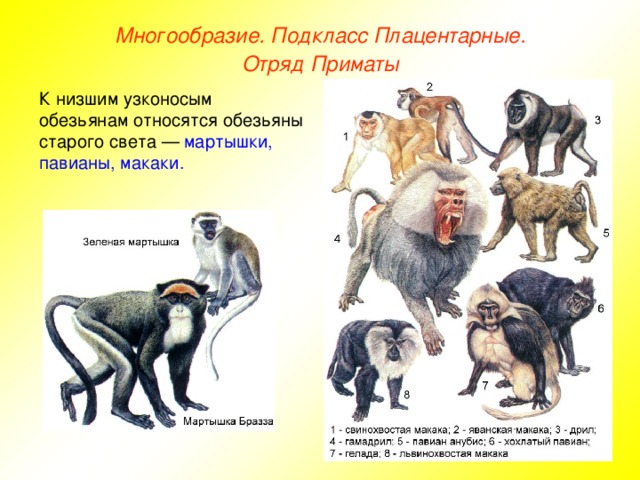 Многообразие. Подкласс Плацентарные. Отряд Приматы К низшим узконосым обезьянам относятся обезьяны старого света — мартышки, павианы, макаки.