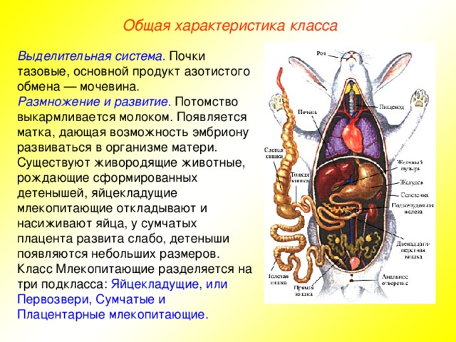 Общая характеристика класса Выделительная система . Почки тазовые, основной продукт азотистого обмена — мочевина. Размножение и развитие . Потомство выкармливается молоком. Появляется матка, дающая возможность эмбриону развиваться в организме матери. Существуют живородящие животные, рождающие сформированных детенышей, яйцекладущие млекопитающие откладывают и насиживают яйца, у сумчатых плацента развита слабо, детеныши появляются небольших размеров. Класс Млекопитающие разделяется на три подкласса: Яйцекладущие, или Первозвери, Сумчатые и Плацентарные млекопитающие.
