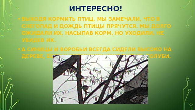 ИНТЕРЕСНО! ВЫХОДЯ КОРМИТЬ ПТИЦ, МЫ ЗАМЕЧАЛИ, ЧТО В СНЕГОПАД И ДОЖДЬ ПТИЦЫ ПРЯЧУТСЯ. МЫ ДОЛГО ОЖИДАЛИ ИХ, НАСЫПАВ КОРМ, НО УХОДИЛИ, НЕ УВИДЕВ ИХ. А СИНИЦЫ И ВОРОБЬИ ВСЕГДА СИДЕЛИ ВЫСОКО НА ДЕРЕВЕ, ЕСЛИ У КОРМУШКИ НАХОДИЛИСЬ ГОЛУБИ. 