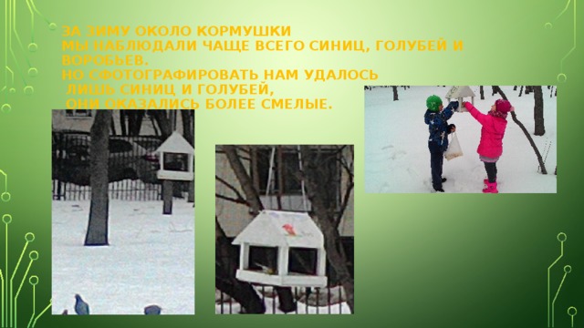 ЗА ЗИМУ ОКОЛО КОРМУШКИ  МЫ НАБЛЮДАЛИ ЧАЩЕ ВСЕГО СИНИЦ, ГОЛУБЕЙ И ВОРОБЬЕВ.  НО СФОТОГРАФИРОВАТЬ НАМ УДАЛОСЬ  ЛИШЬ СИНИЦ И ГОЛУБЕЙ,  ОНИ ОКАЗАЛИСЬ БОЛЕЕ СМЕЛЫЕ. 