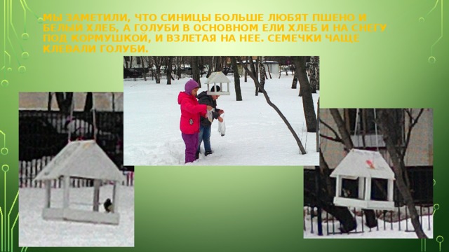 МЫ ЗАМЕТИЛИ, ЧТО СИНИЦЫ БОЛЬШЕ ЛЮБЯТ ПШЕНО И БЕЛЫЙ ХЛЕБ, А ГОЛУБИ В ОСНОВНОМ ЕЛИ ХЛЕБ И НА СНЕГУ ПОД КОРМУШКОЙ, И ВЗЛЕТАЯ НА НЕЕ. СЕМЕЧКИ ЧАЩЕ КЛЕВАЛИ ГОЛУБИ. 