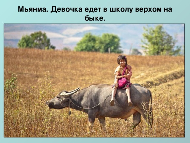 Мьянма. Девочка едет в школу верхом на быке.   