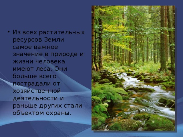 Из всех растительных ресурсов Земли самое важное значение в природе и жизни человека имеют леса. Они больше всего пострадали от хозяйственной деятельности и раньше других стали объектом охраны. 