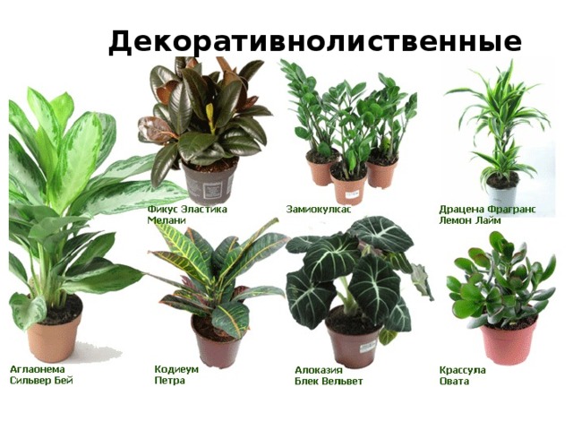 Декоративнолиственные   