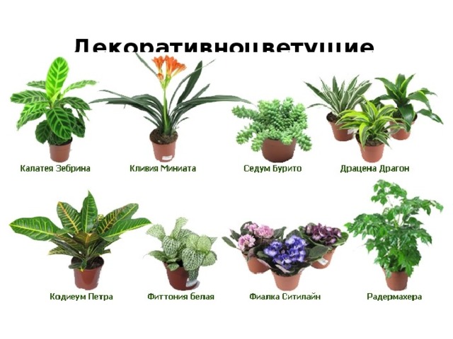 Декоративноцветущие     