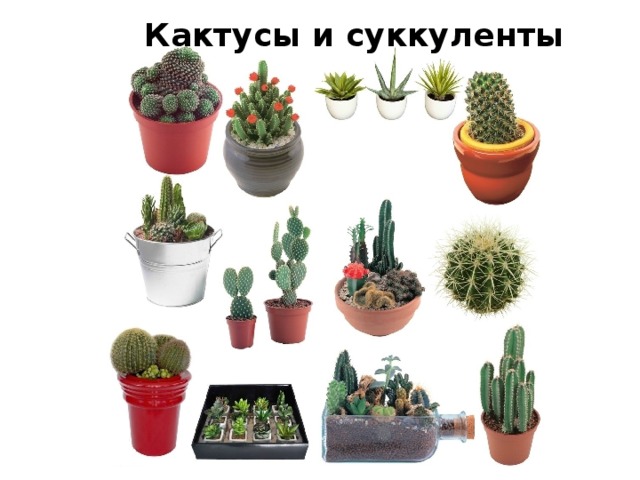 Кактусы и суккуленты 