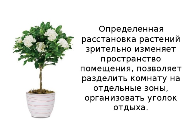  Определенная расстановка растений зрительно изменяет пространство помещения, позволяет разделить комнату на отдельные зоны, организовать уголок отдыха. 