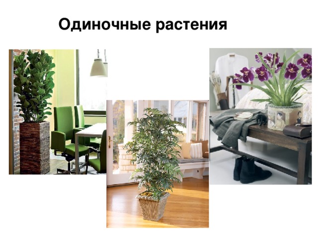 Одиночные растения   