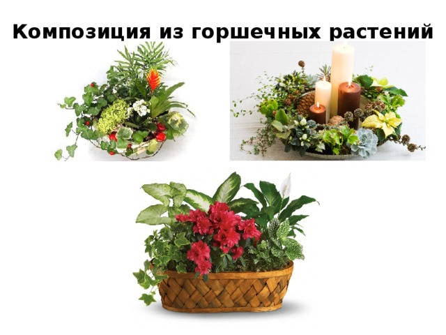 Композиция из горшечных растений    