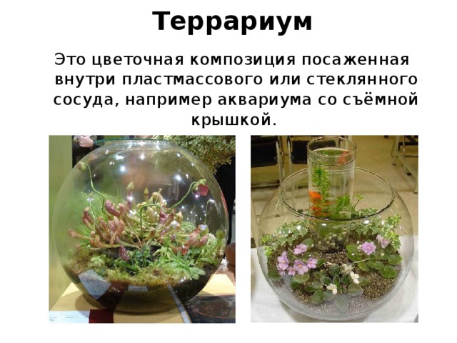 Террариум  Это цветочная композиция посаженная внутри пластмассового или стеклянного сосуда, например аквариума со съёмной крышкой.  