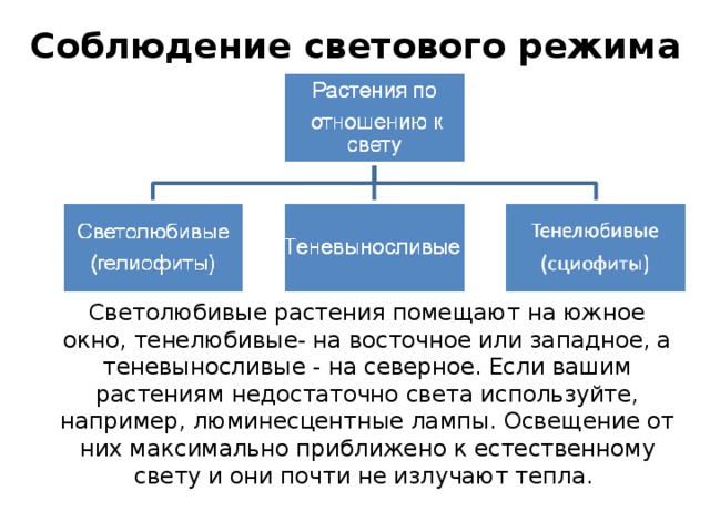 Соблюдение светового режима Светолюбивые растения помещают на южное окно, тенелюбивые- на восточное или западное, а теневыносливые - на северное. Если вашим растениям недостаточно света используйте, например, люминесцентные лампы. Освещение от них максимально приближено к естественному свету и они почти не излучают тепла. 