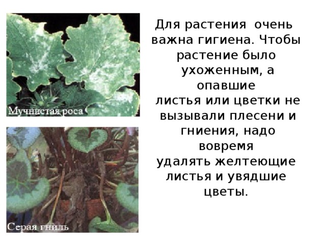 Для растения очень важна гигиена. Чтобы растение было  ухоженным, а опавшие  листья или цветки не  вызывали плесени и  гниения, надо вовремя  удалять желтеющие листья и увядшие цветы. 