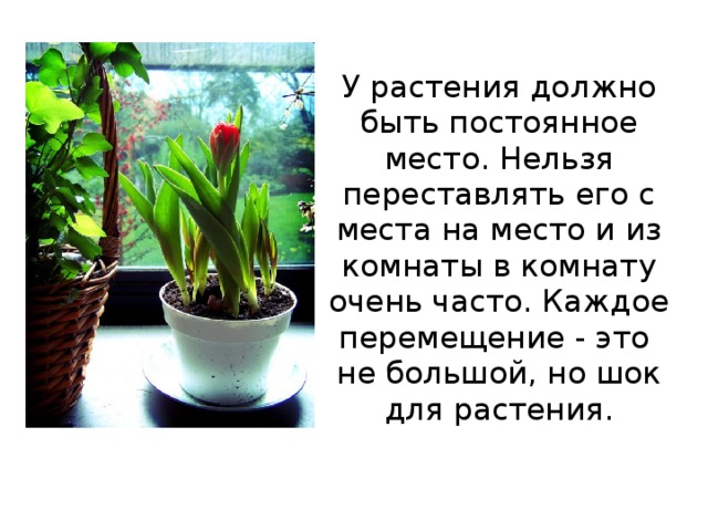 У растения должно быть постоянное место. Нельзя переставлять его с места на место и из комнаты в комнату очень часто. Каждое перемещение - это не большой, но шок для растения. 