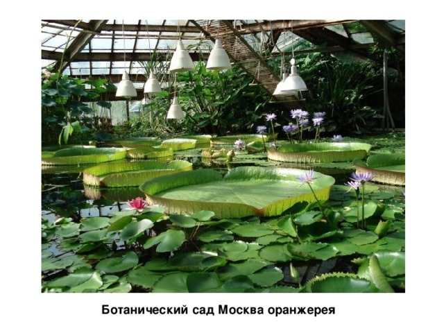   Ботанический сад Москва оранжерея  