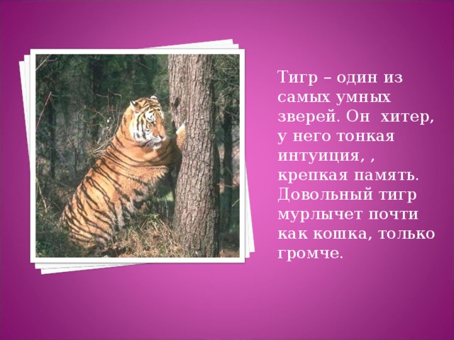 амурский тигр стихи признак смягчает негативное