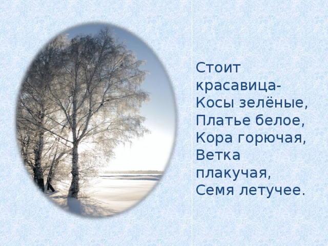 Стоит красавица- Косы зелёные, Платье белое, Кора горючая, Ветка плакучая, Семя летучее.