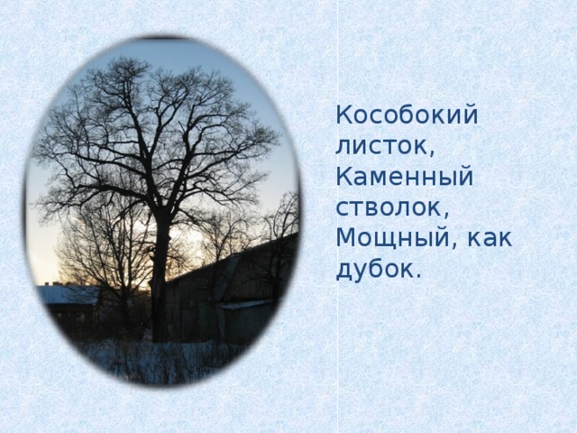Кособокий листок, Каменный стволок, Мощный, как дубок.
