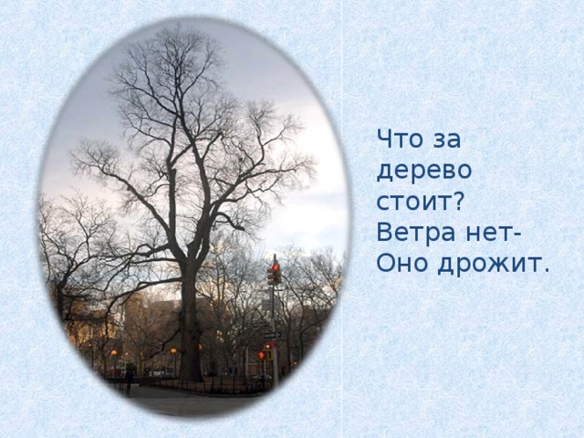 Что за дерево стоит? Ветра нет- Оно дрожит.