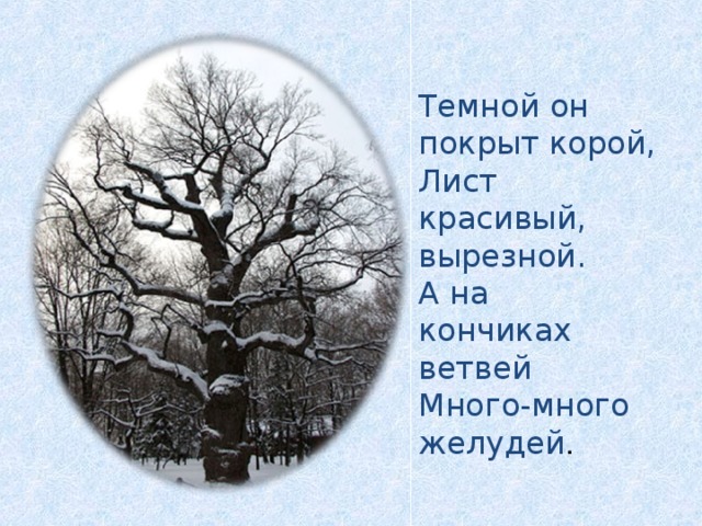 Темной он покрыт корой, Лист красивый, вырезной. А на кончиках ветвей Много-много желудей .