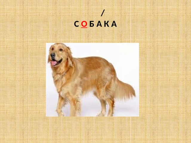  /  С О Б А К А 