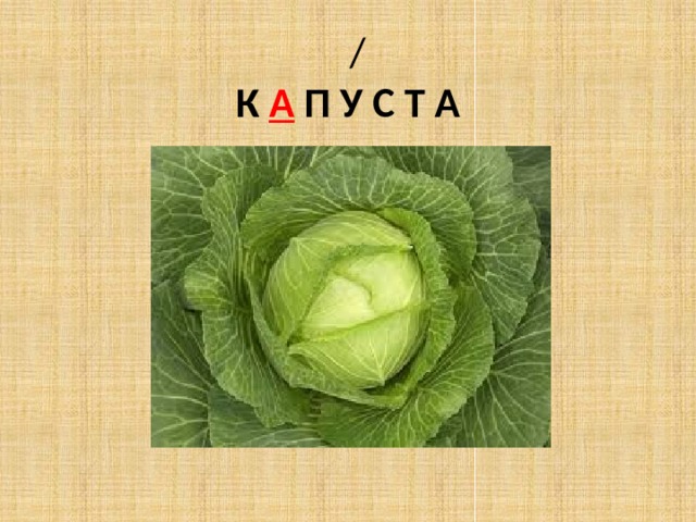  /  К А П У С Т А 