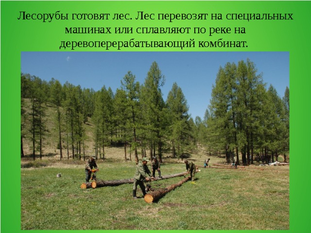 Лесорубы готовят лес. Лес перевозят на специальных машинах или сплавляют по реке на деревоперерабатывающий комбинат. 