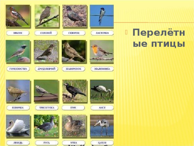 Перелётные птицы 