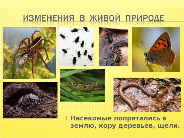 Насекомые попрятались в землю, кору деревьев, щели. 