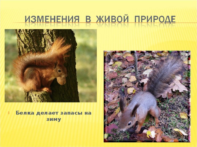 Белка делает запасы на зиму 