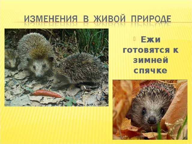 Ежи готовятся к зимней спячке 