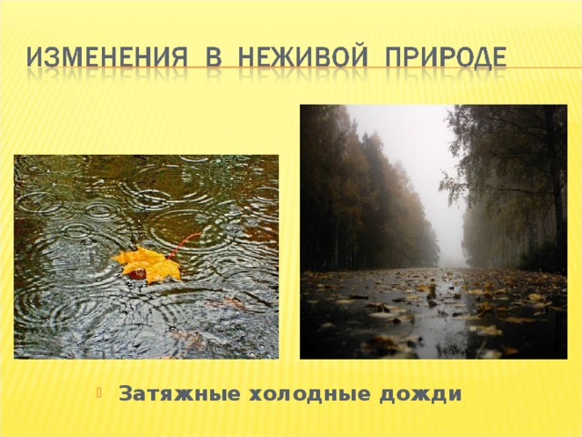 Первый снег Затяжные холодные дожди 