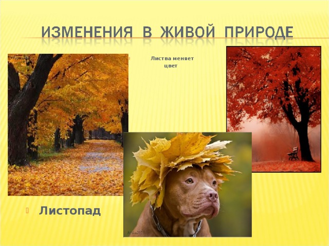 Листва меняет цвет Листопад 