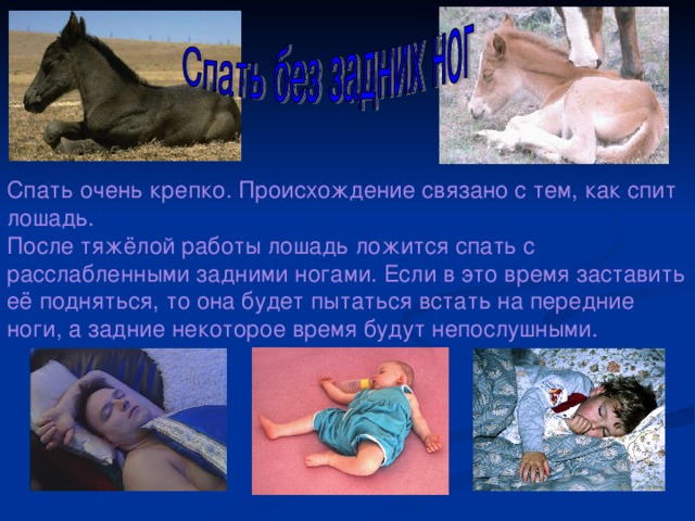 Спать очень крепко. Происхождение связано с тем, как спит лошадь. После тяжёлой работы лошадь ложится спать с расслабленными задними ногами. Если в это время заставить её подняться, то она будет пытаться встать на передние ноги, а задние некоторое время будут непослушными. 