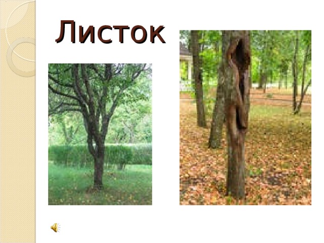 Листок
