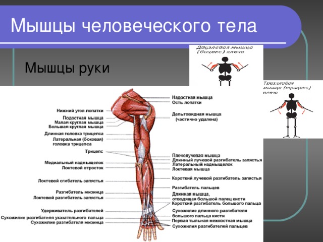 Мышцы человеческого тела Мышцы руки 