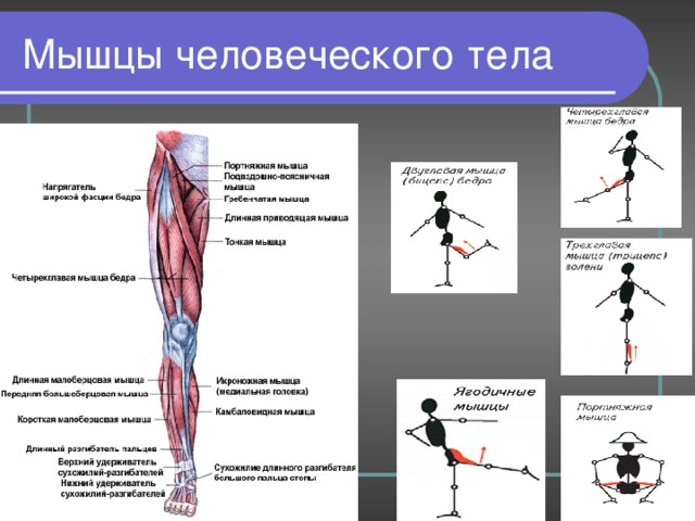 Мышцы человеческого тела Мышцы ноги 