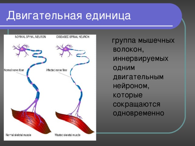 Строение и функции скелетных мышц 8 класс пасечник презентация