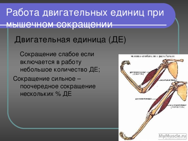 Работа двигательных единиц при мышечном сокращении Двигательная единица (ДЕ)  Сокращение слабое если включается в работу небольшое количество ДЕ; Сокращение сильное – поочередное сокращение нескольких % ДЕ 