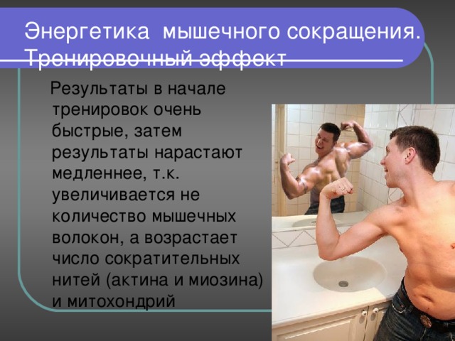 Энергетика мышечного сокращения. Тренировочный эффект  Результаты в начале тренировок очень быстрые, затем результаты нарастают медленнее, т.к. увеличивается не количество мышечных волокон, а возрастает число сократительных нитей (актина и миозина) и митохондрий 
