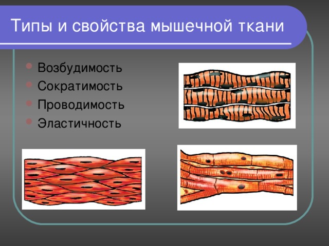 Типы и свойства мышечной ткани Возбудимость Сократимость Проводимость Эластичность 