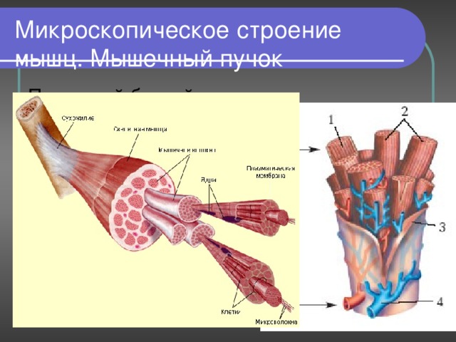 Микроскопическое строение мышц. Мышечный пучок Под какой буквой обозначены гладкая и поперечнополосатая мускулатура ? А-; Б-. Что обозначено цифрами 1-; 2-; 3-; 4-. 