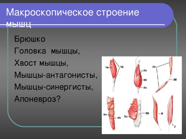 Макроскопическое строение мышц Брюшко Головка мышцы, Хвост мышцы, Мышцы-антагонисты, Мышцы-синергисты, Апоневроз ?  
